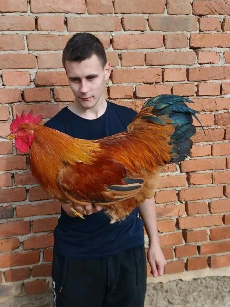 UKRASNA ŽIVINA (4).jpg