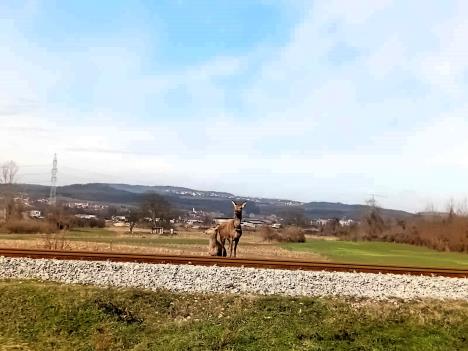 LOZNICA - Na pruzi.jpg