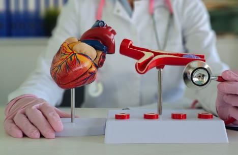 doktor sa anatomskim modelom srca i krvnih sudova