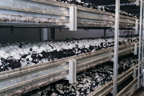 šampinjoni uzgoj podrum