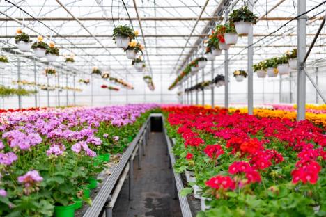 cveće  biznis plastenik