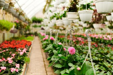 cveće, biznis, plastenik  (1).jpg