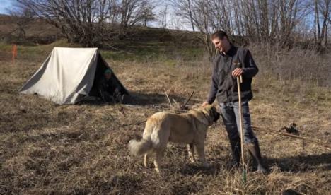 Milos Škorić pastir ovce (3).png