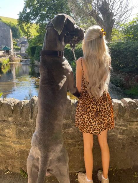 Pas Velington pored svoje vlasnice