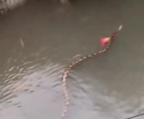 Bali poplave zmija.jpg