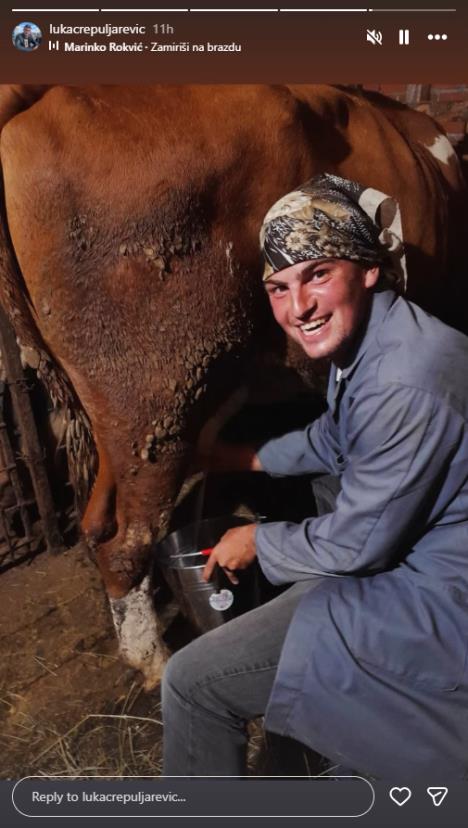 Luka Crepuljarević muze kravu