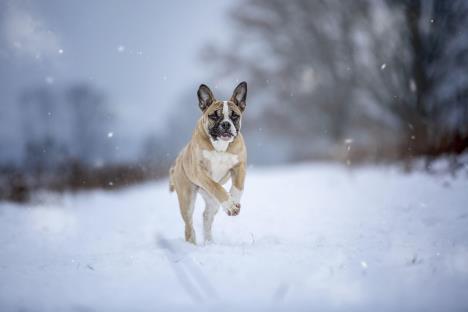 Alapaški plavokrvi buldog postaje sve više tražen pas
