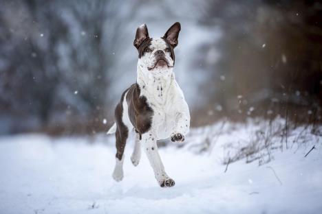Alapaški plavokrvi buldog postaje sve više tražen pas