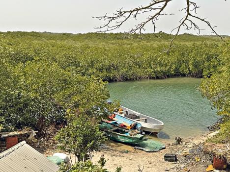 Senegal Viktor Lazić