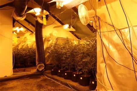 Marihuana konoplja (3).jpg