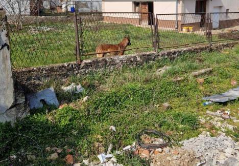 pas usao u dvoriste.jpg