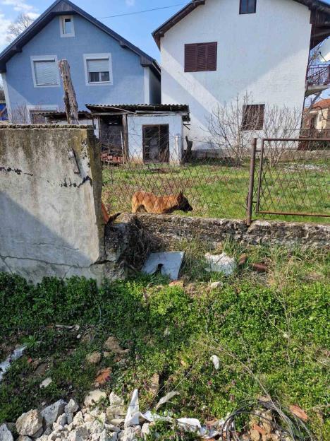 pas koji je napa dete.jpg