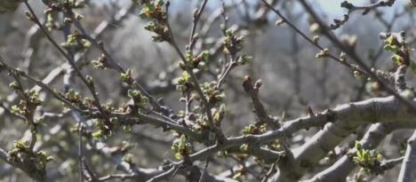 cvet šljive pupoljak