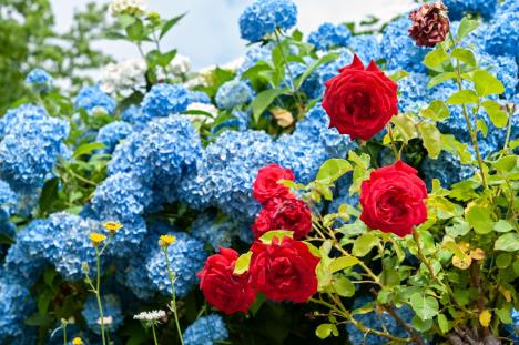 hortenzije, ruže