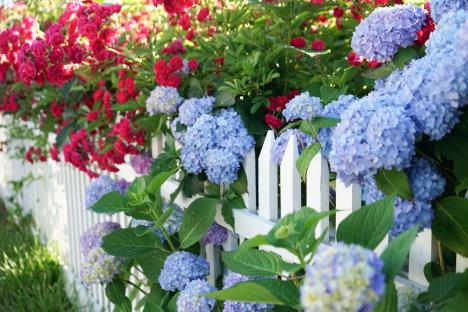 hortenzije, ruže