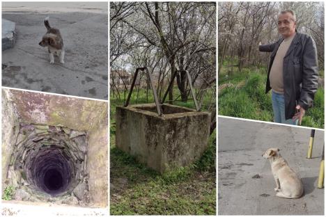 Psi Bunar Aleksinac.jpg