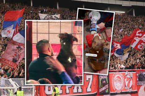 Pas Marakana Zvezdini navijači