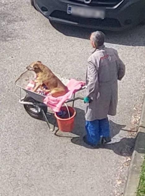 Deka iz Zagreba svakog dana vozi starog psa u kolicima na livadu
