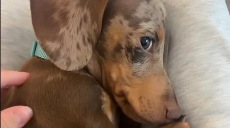 Jazavičar se postideo zbog komentara gostiju vlasnice