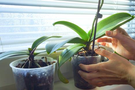 Orhideja u saksiji na prozoru tokom proleća sa zdravim zelenim listovima i pupoljcima