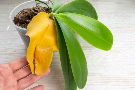 Uveli list orhideje treba pažljivo ukloniti
