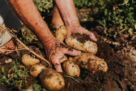 krompir proizvodnja krompira