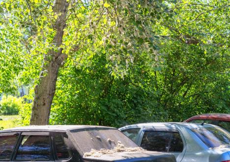 Automobili parkirani ispod krošnje drveta