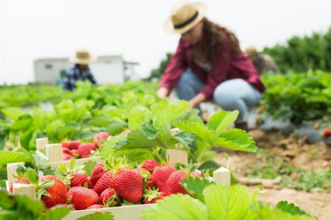 jagode branje jagoda sezona radnici berba