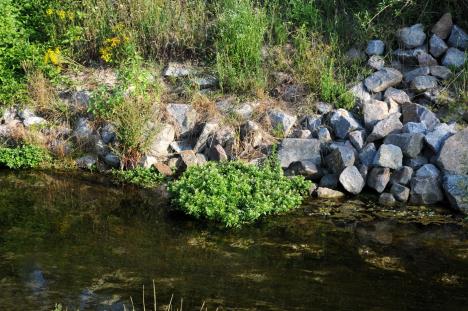 potočarka raste u čsitim vodama, oično kod izvora