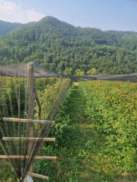 maline, zasad, Ivanjica, Milan Marić