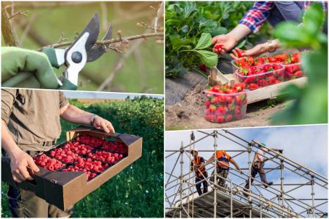 berači malina jagoda građevinski radnici orezivanje voća