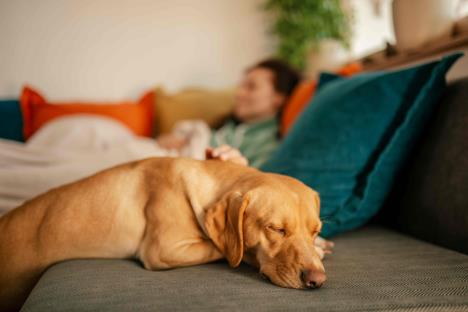 Dan napuštenih životinja.jpg