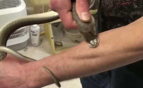 Tim Frid drži zmiju i učestvuje u eksperimentima sa otrovom