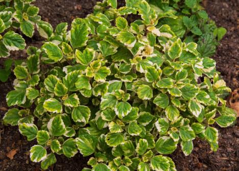 Tamjanika u saksiji na terasi kao ukrasna biljka koja odbija komarce