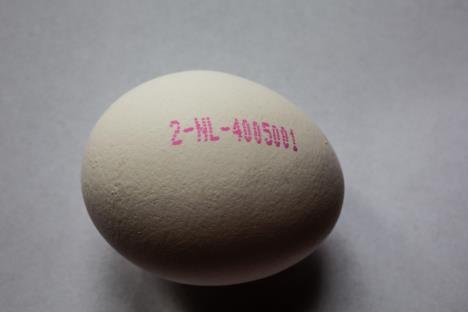 Belo jaje sa utisnutim datumom