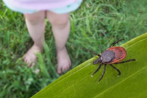 krpelj na vlati trave, u pozadini noge bosonoge devojčice