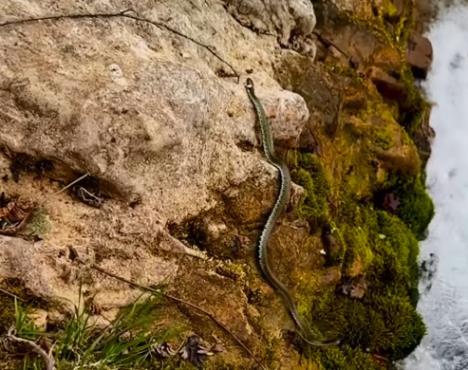 Screenshot 2026-04-09 131355 - Copy.png