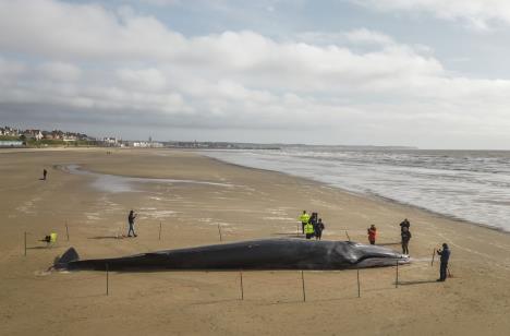 kit nasukan na plaži ilustracija