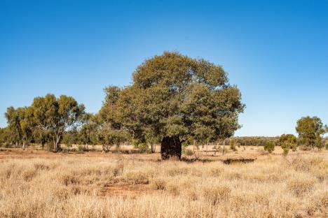 Gradić Kuladi u Australiji sa pubom, motelom i poštom koji je ponuđen na prodaju