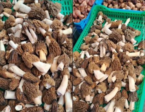 Pečurke smrčkovica