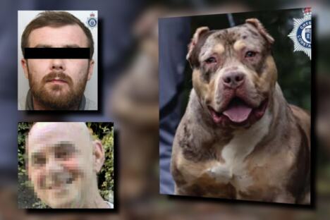 pitbul ubio čoveka Velika Britanija