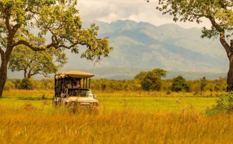 safari, divljina, džungla