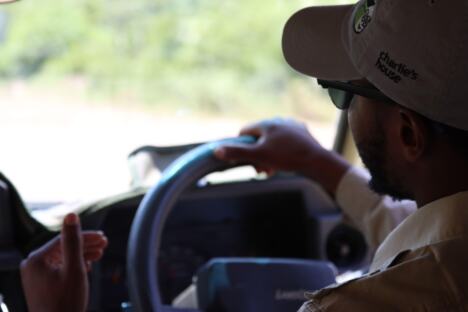 safari, divljina, džungla