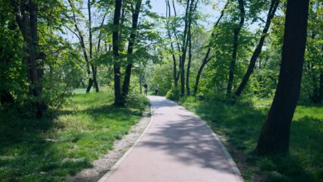 Trim staza na Košutnjaku