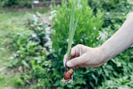 Lukovica Gladiola spremna za sadnju