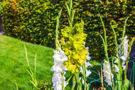 Gladiole u dvorištu u punom cvatu, posađene kao ukrasno cveće za kuću i baštu.