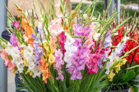 Gladiole u dvorištu u punom cvatu, posađene kao ukrasno cveće za kuću i baštu.