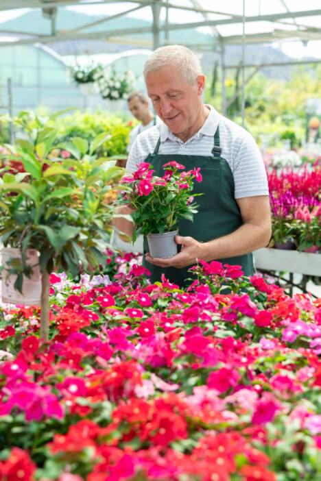 vinka, cveće, biljka