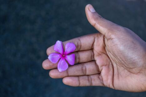 vinka, cveće, biljka