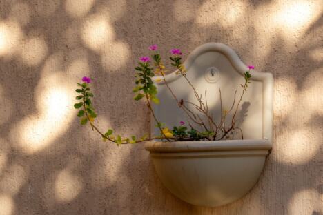 vinka, cveće, biljka